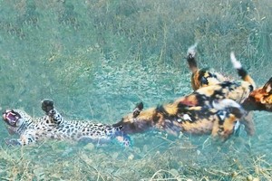 Cả một đời ân oán và màn báo thù tàn khốc của đàn chó hoang giáng xuống đầu báo đốm châu Phi