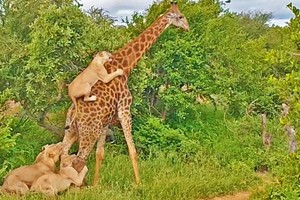 "Già gân" hươu cao cổ một mình quất năm con sư tử hung hãn