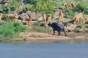 Pha xử lý quá đẳng cấp của chú trâu rừng châu Phi khiến đàn sư tử chưng hửng