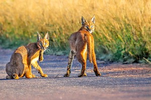 Bài học huấn luyện con khéo léo của mèo Caracal