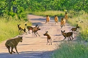 "Mưu hèn kế bẩn" như linh cẩu, mượn sức của vua sư tử để tiêu diệt kẻ thù