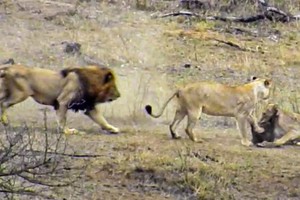 Pha xử lý cồng kềnh của sư tử đực khiến cả đàn phải mất ăn