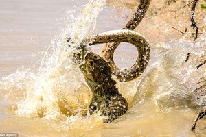 Trận ác chiến giữa cá sấu khổng lồ và loài rắn đứng trong “Tứ đại nọc độc”: Chỉ kẻ thắng mới có quyền sống sót