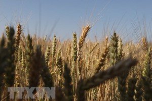 Cánh đồng ngũ cốc gần Izmail ở vùng Odessa, Ukraine, ngày 14/6/2022. (Ảnh: AFP/TTXVN)
