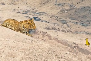 Quá cao tay, chú chim nhỏ 2 lần sử dụng chiến thuật giả chết để đánh lừa báo hoa mai