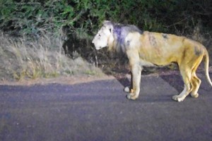 Những hình ảnh cuối cùng đáng kinh ngạc của chiến binh sư tử huyền thoại tuổi đã về già