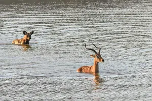 Lý do chó hoang là loài động vật săn mồi có tỷ lệ thành công cao nhất