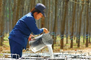 Nhu cầu tiêu thụ cao su được kỳ vọng sẽ tăng trong nửa cuối năm 2023.