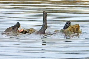 Khách du lịch "trợn tròn mắt" khi lần đầu chứng kiến một con linh cẩu biết bơi ngửa
