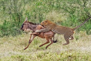 Nỗ lực hơn 3 tiếng đồng hồ và cái kết "ngọt ngào" dành cho báo hoa mai