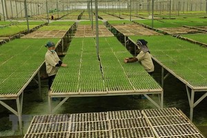 Sản xuất cây giống theo mô hình nông nghiệp công nghệ cao. (Ảnh: Vũ Sinh/TTXVN)