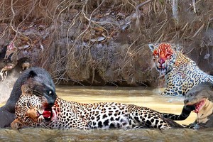 Tưởng dễ xơi, báo đốm bị rái cá khổng lồ "vả" cho không trượt phát nào