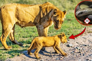 Thấy con bước đi cà nhắc, sư tử mẹ phát hoảng sau khi phát hiện ra sự thật đáng sợ