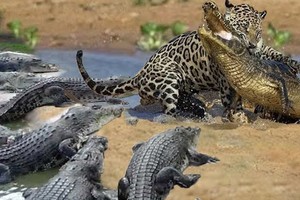 Bảo vệ miếng mồi ngon, báo hoa mai quyết chiến cùng lúc với 3 con cá sấu to lớn