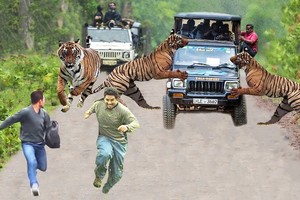 Khách du lịch cố tình quay chụp một chú hổ bengal "hướng nội" và cái kết kinh hoàng sau đó