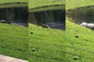 Tuyệt kỹ "vòng xoay tử thần", một quật hạ gục rắn khổng lồ của cá sấu mõm ngắn