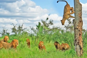 "Cô nàng" sư tử nóng bỏng bị 7 anh chàng sư tử đực theo đuổi phải nhảy lên cây chạy trốn