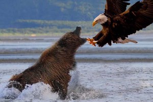 Mải mê săn mồi, gấu xám Bắc Mỹ bất ngờ bị đại bàng đầu trắng phục kích