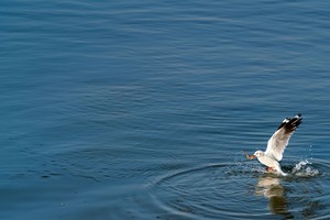 Nhiều quỹ đầu tư “kín tiếng” săn hàng 