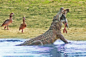 Đang tung tăng bơi lội, ngỗng Ai Cập bỗng nhiên bị cá sấu sông Nile "hóa kiếp"