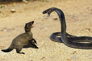 Cảm thấy cuộc sống quá tẻ nhạt, loài động vật chỉ to bằng mèo nhà tìm đến rắn hổ mang để "va chạm"