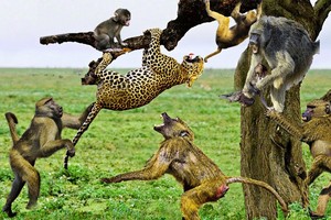 Ảo tưởng sức mạnh, chú báo hoa mai suýt phải trả giá đắt