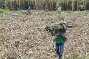 Ngành mía đường Việt Nam đang hưởng lợi từ giá đường duy trì ở mức cao.