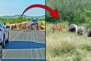 Cái ngày mà "thợ săn" lão luyện nhất vùng hoang dã châu Phi cũng phải chịu thua trước số phận