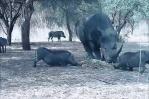 Lợn rừng "bay giữa ngân hà" sau cú nựng yêu của tê giác