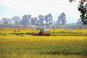 Ngành gạo Việt Nam vẫn đang đứng trước nhiều yếu tố thuận lợi.