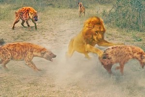Vua sư tử "đơn thân độc mã" quần thảo giữa bầy linh cẩu đói khát