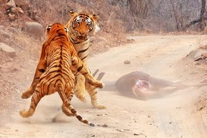 Hổ Bengal tưởng vớ được món quà ai dè lại gặp tai họa