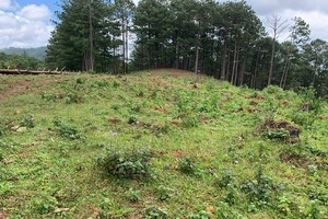 Lâm Đồng: 2.294 vị trí đưa ra khỏi quy hoạch 3 loại rừng vẫn là… rừng phòng hộ