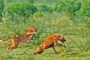 Linh cẩu đua tốc độ cùng "vua tốc độ" châu Phi