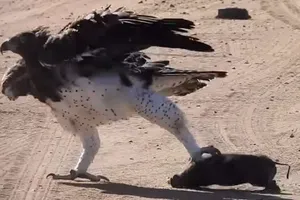 Đại bàng Martial lùa lợn rừng chạy "như vịt" trên đường 