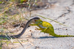 Loài rắn sở hữu chất độc khủng khiếp nuốt chửng tắc kè hoa