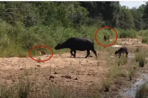 Mải mê xua đuổi báo hoa mai, đàn trâu rừng lại "đâm sầm" vào sư tử