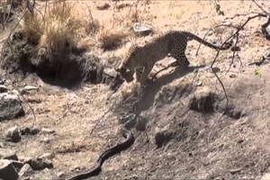 Khắc tinh của loài trăn hung dữ nhất châu Phi