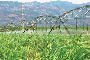 Giá mía nguyên liệu gần đây tăng cao, trong khi chiếm tới 70 - 80% giá thành sản xuất đường.