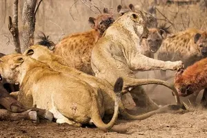 Bản lĩnh của Vua sư tử: Lạnh lùng "đánh chén" trước sự náo loạn của đồng loại và kẻ địch