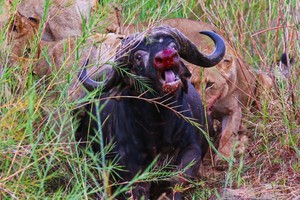 Tiếng kêu cứu thảm thiết vô tình hại chết trâu rừng