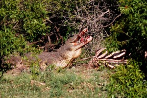 Màn "ẩn thân chi thuật" cướp con mồi trước mũi đàn sư tử cực kỳ mãn nhãn của cá sấu châu Phi