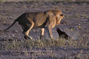Làm đủ trò, tìm đủ cách, Vua sư tử vẫn đành phải "bó tay" trước loài động vật lì lợm nhất thế giới động vật