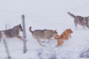 Điều kỳ diệu cứu sống chú chó nhỏ khỏi nanh vuốt của đàn sói xám