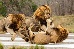 Màn thị uy, bảo vệ lãnh thổ cực "chất" của những chiến binh sư tử đực