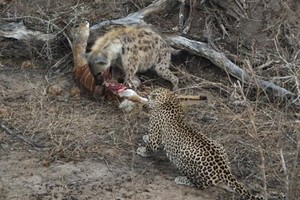 Linh cẩu chưng hửng trước pha xử lý quá khôn khéo của chú bé báo hoa mai 