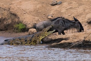 Cá sấu sông Nile vỡ mộng khi gặp phải một con mồi "không biết sợ"