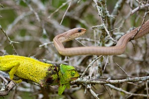 Bị loài rắn kịch độc tấn công, chú tắc kè hoa đáp trả như một "chiến binh"