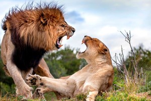 Đúng ngày tâm trạng u uất, vua sư tử "xả hận" vào sư tử cái