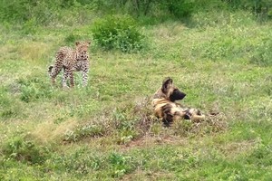 Tham vọng săn chó hoang của báo hoa mai và cái kết không như mơ